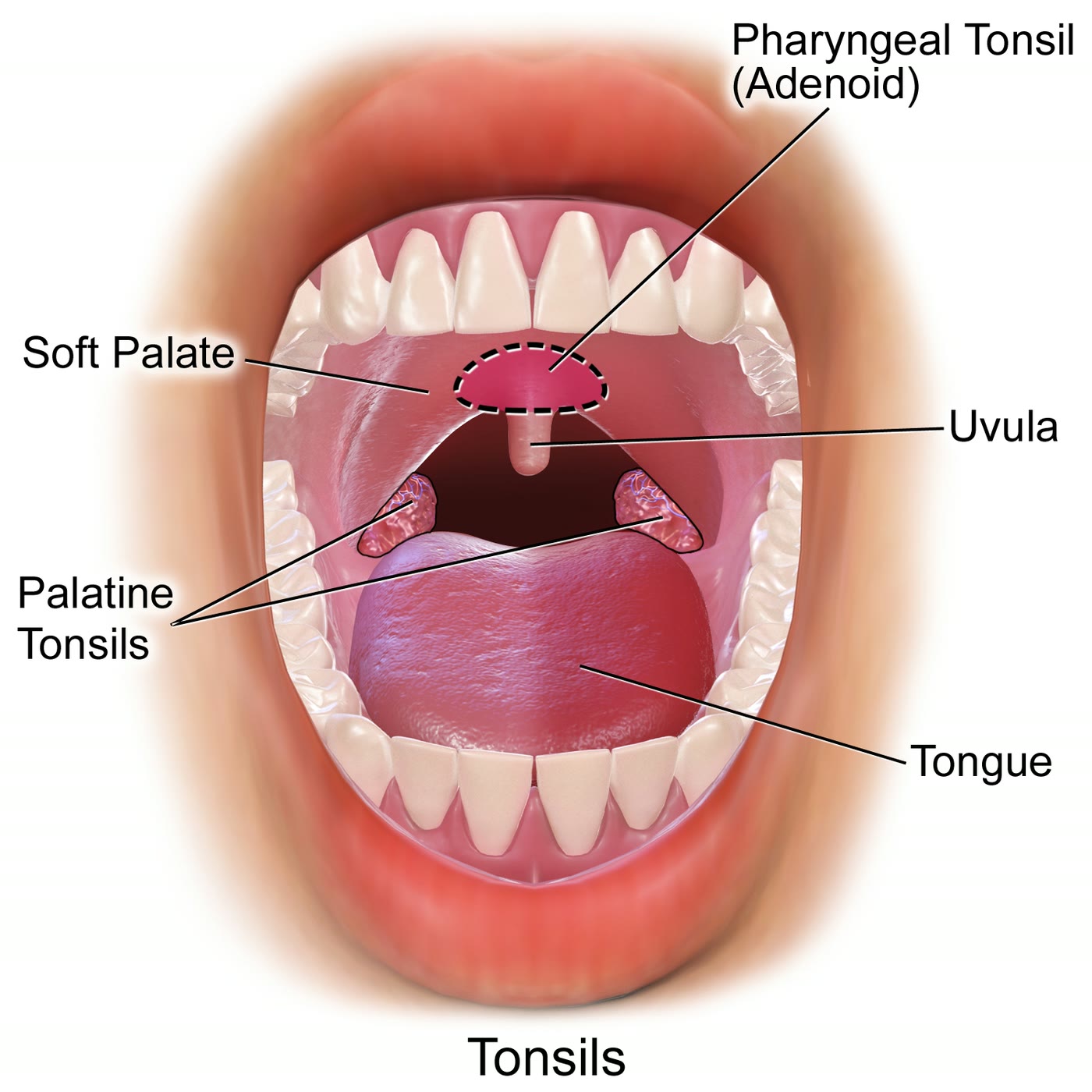 Ilustração anatômica: Tonsila palatina (Palatine Tonsil)