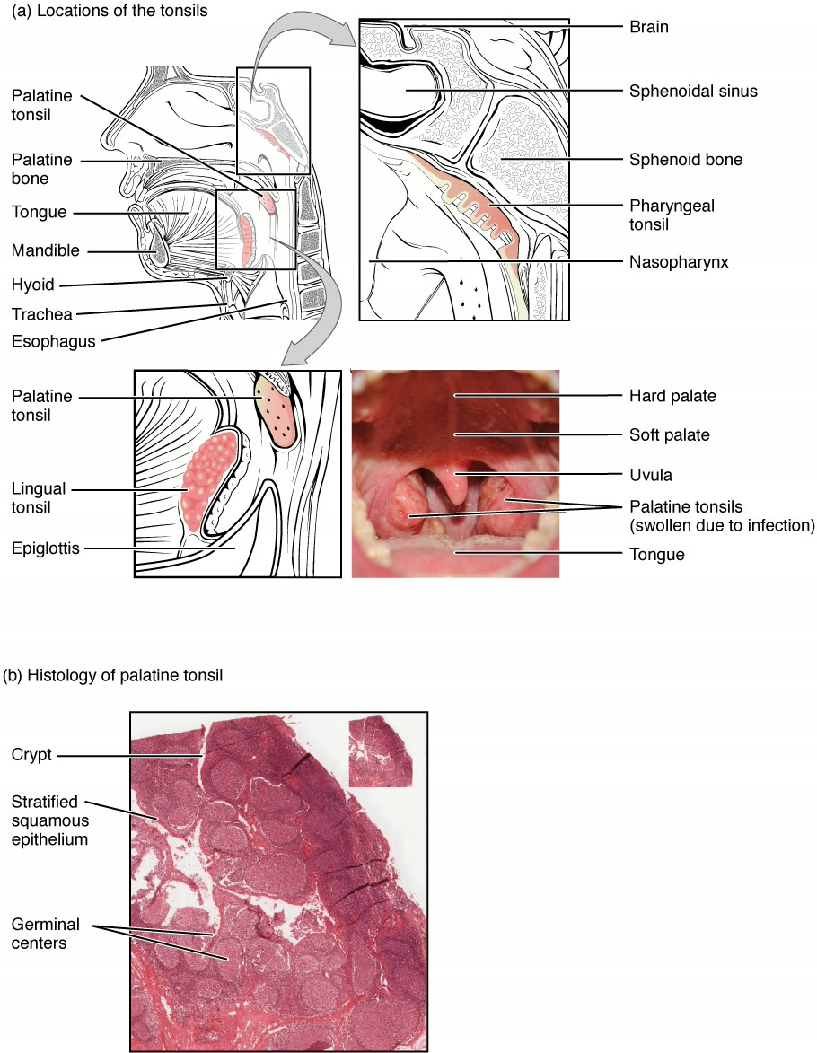Ilustração anatômica: Tonsilas (Tonsils)