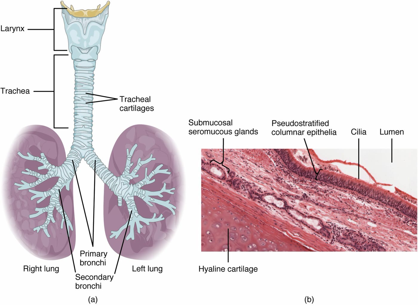 Ilustração anatômica: Traqueia (Trachea)