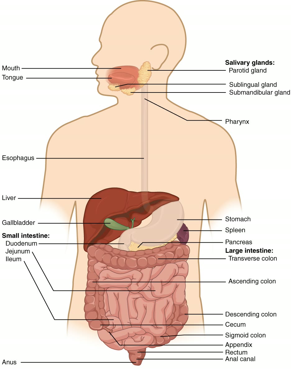 Ilustração anatômica: Trato gastrointestinal (Gastrointestinal Tract)