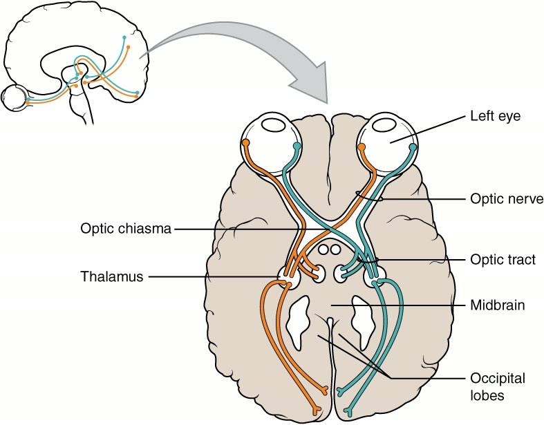 Ilustração anatômica: Trato óptico (Optic Tract)