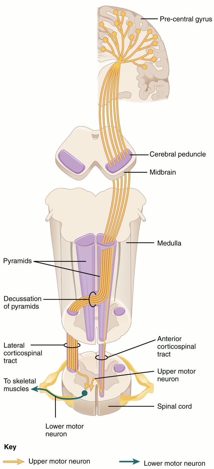 Ilustração anatômica: Trato piramidal (Pyramidal Tracts)