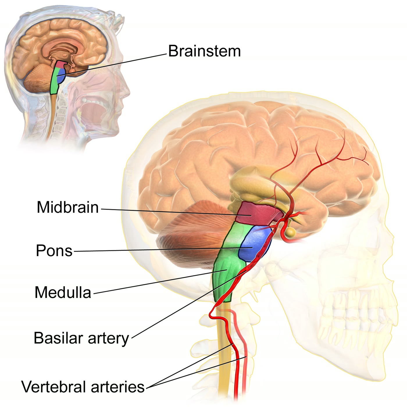 Ilustração anatômica: Tronco encefálico (Brainstem)