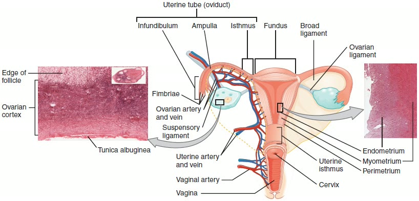 Ilustração anatômica: Tubas uterinas (Fallopian tubes)