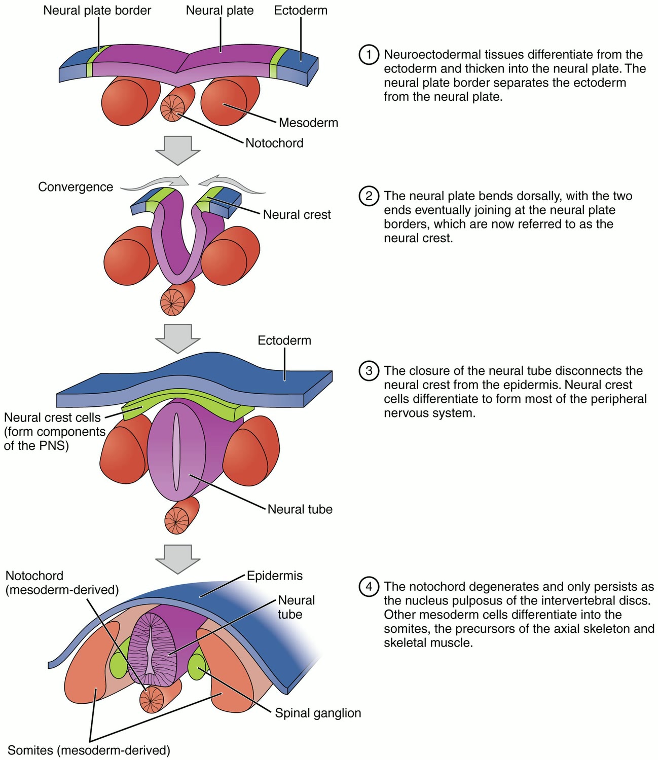 Esquema da neurulação, com a placa neural, as pregas neurais e a formação do tubo neural