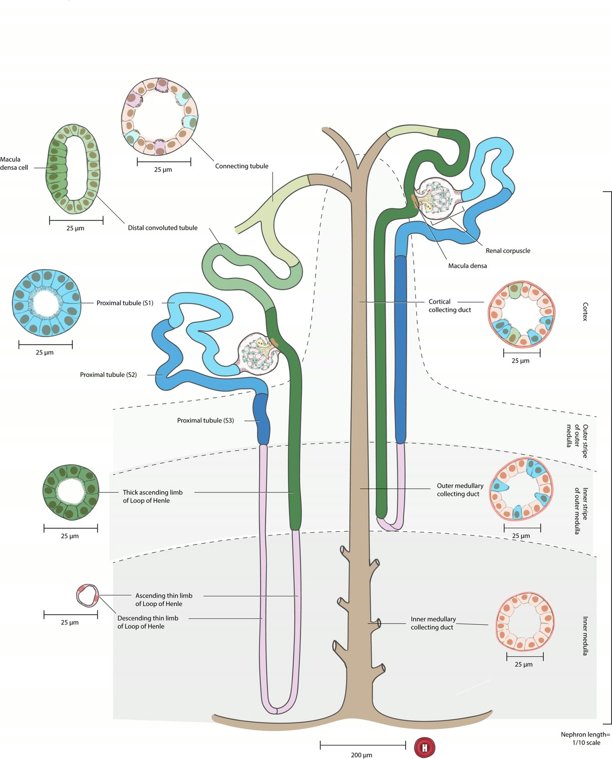 Esquema de néfrons com o túbulo proximal (segmentos S1, S2 e S3) e seu corte transversal indicados, ao lado do corpúsculo renal