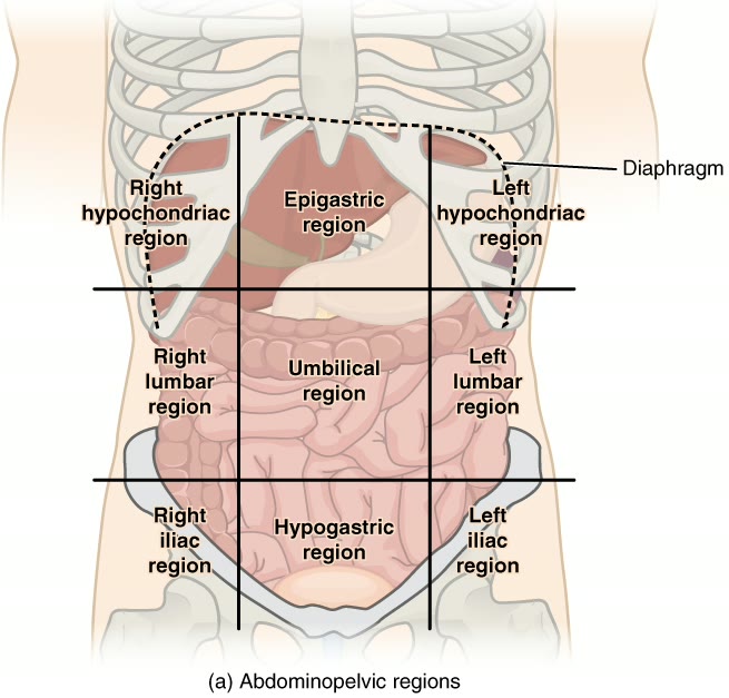 Ilustração anatômica: Umbigo (Umbilicus)
