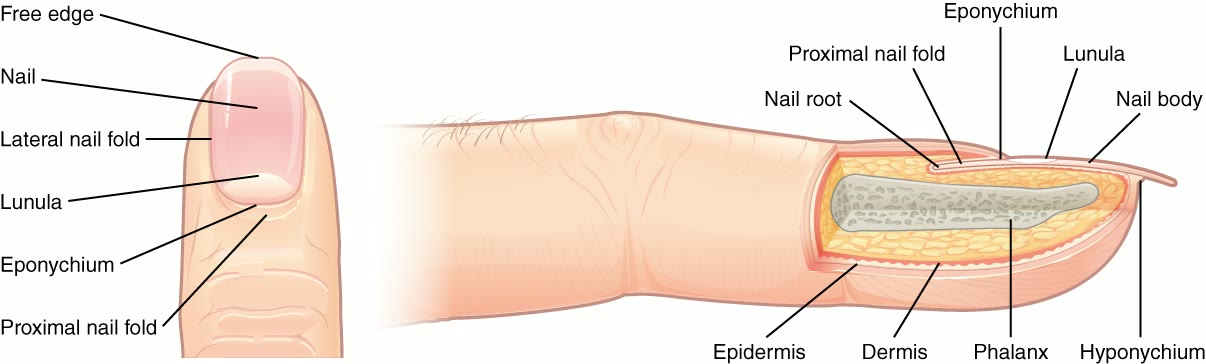 Ilustração anatômica: Unha (Nails)
