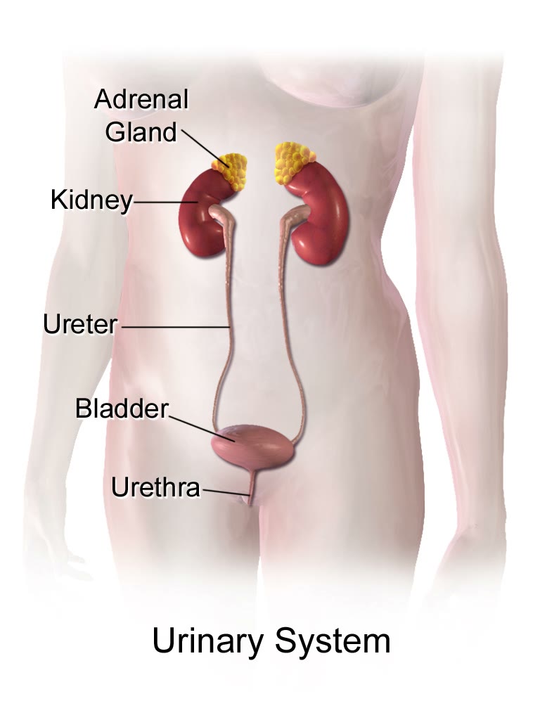 Ilustração anatômica: Ureteres (Ureters)