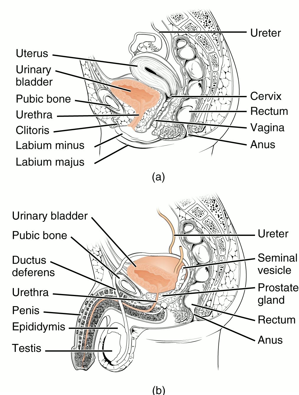 Ilustração anatômica: Uretra (Urethra)