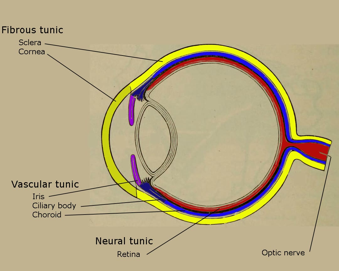 Esquema das túnicas do olho; a túnica vascular, que corresponde à úvea, reúne a íris, o corpo ciliar e a coroide
