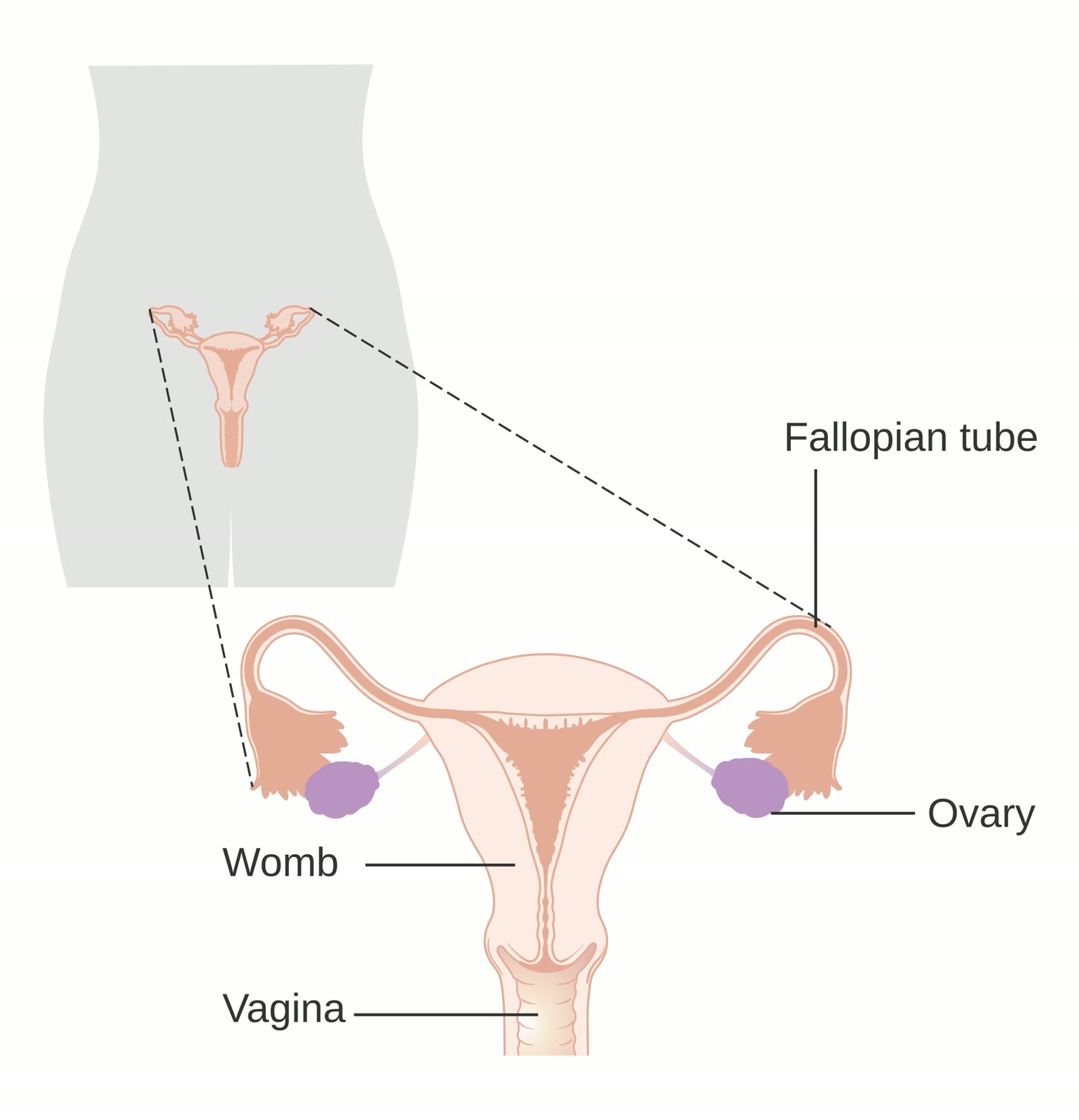 Ilustração anatômica: Vagina (Vagina)