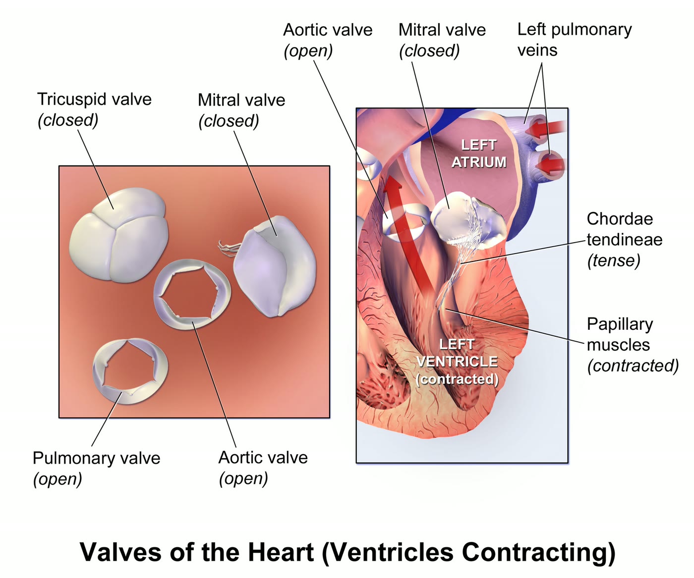 Ilustração anatômica: Valva aórtica (Aortic Valve)