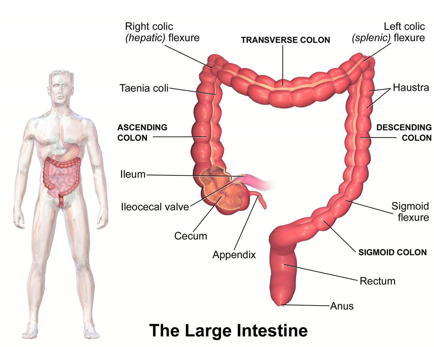 Esquema do intestino grosso com o íleo terminal desembocando no ceco, onde a valva ileocecal está indicada