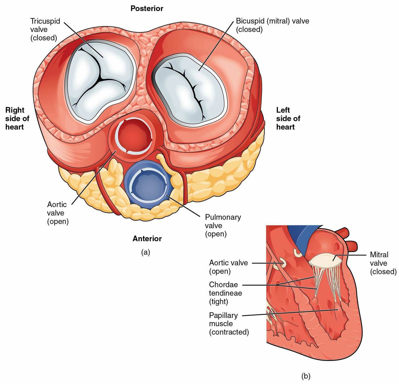 Ilustração anatômica: Valva mitral (Mitral Valve)