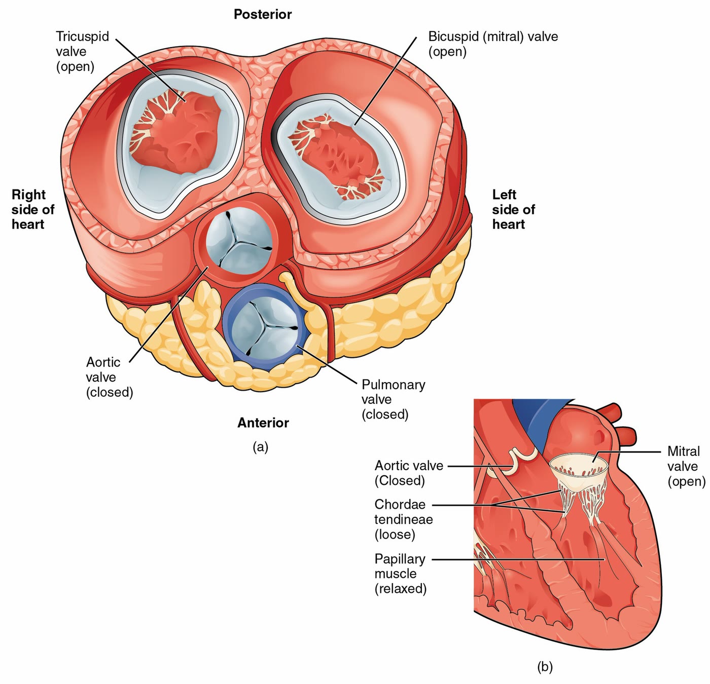 Ilustração anatômica: Valva pulmonar (Pulmonary Valve)