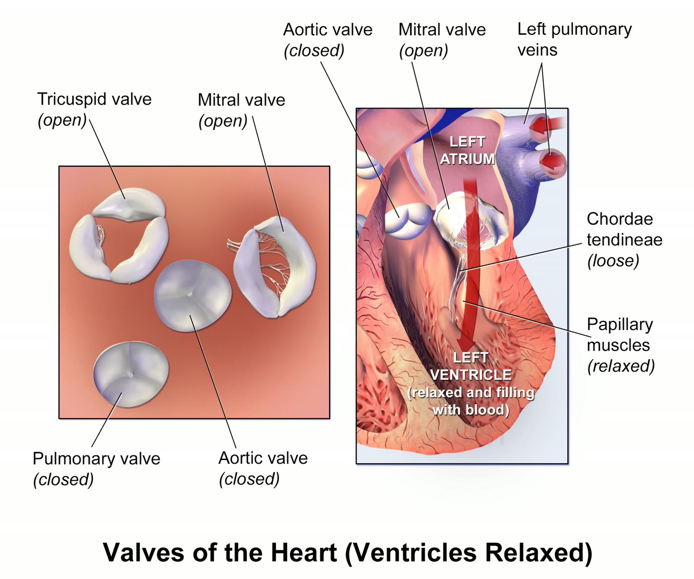 Ilustração anatômica: Valva tricúspide (Tricuspid Valve)