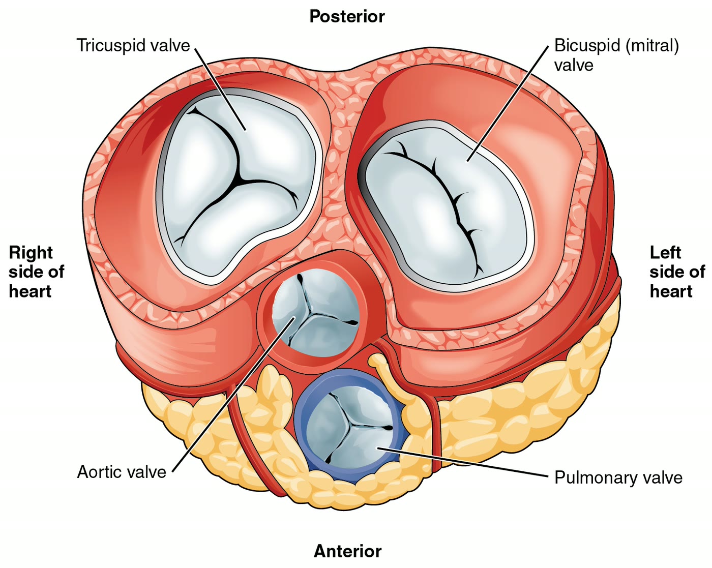 Ilustração anatômica: Valvas cardíacas (Heart valves)