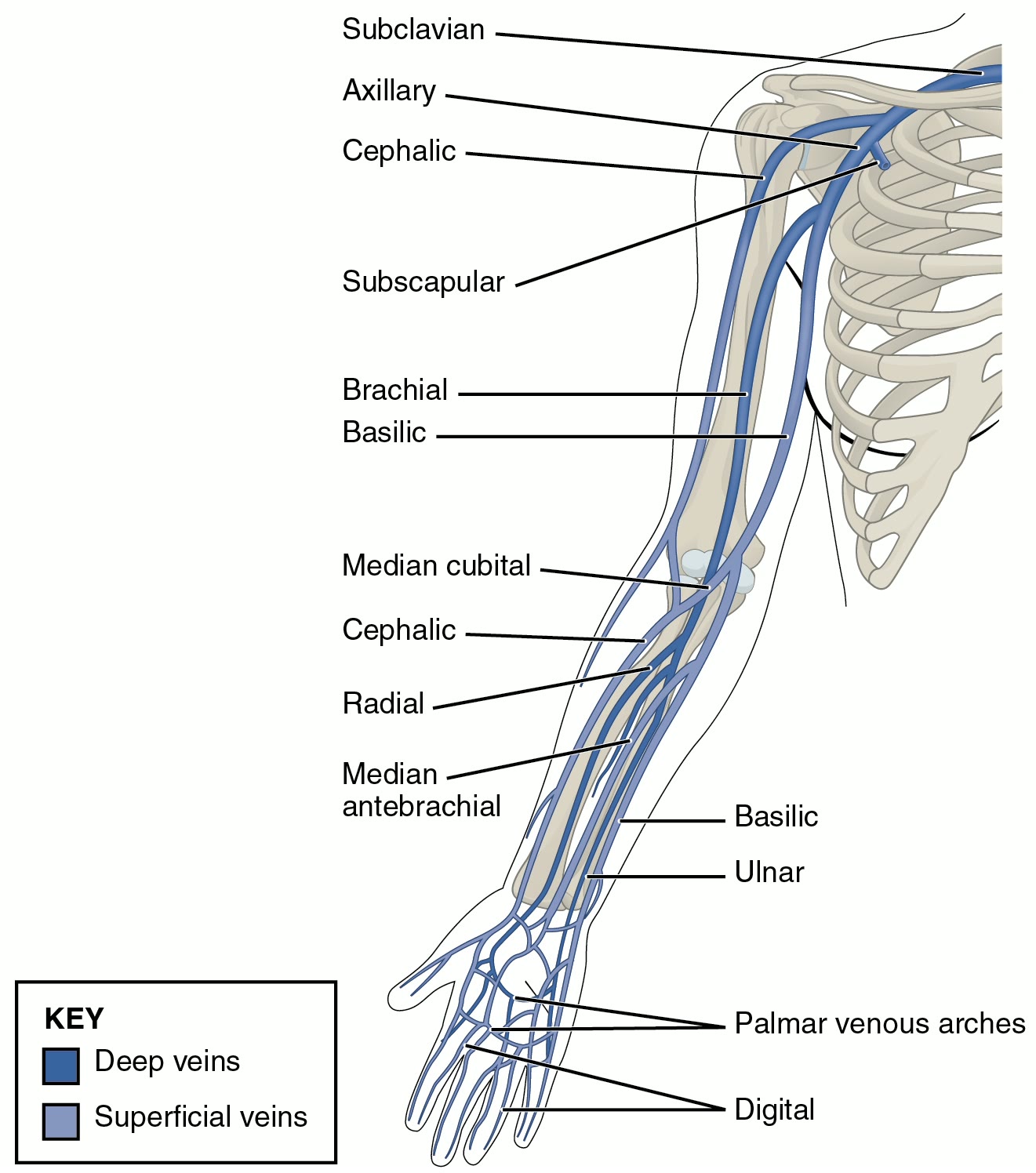 Ilustração anatômica: Veia axilar (Axillary Vein)