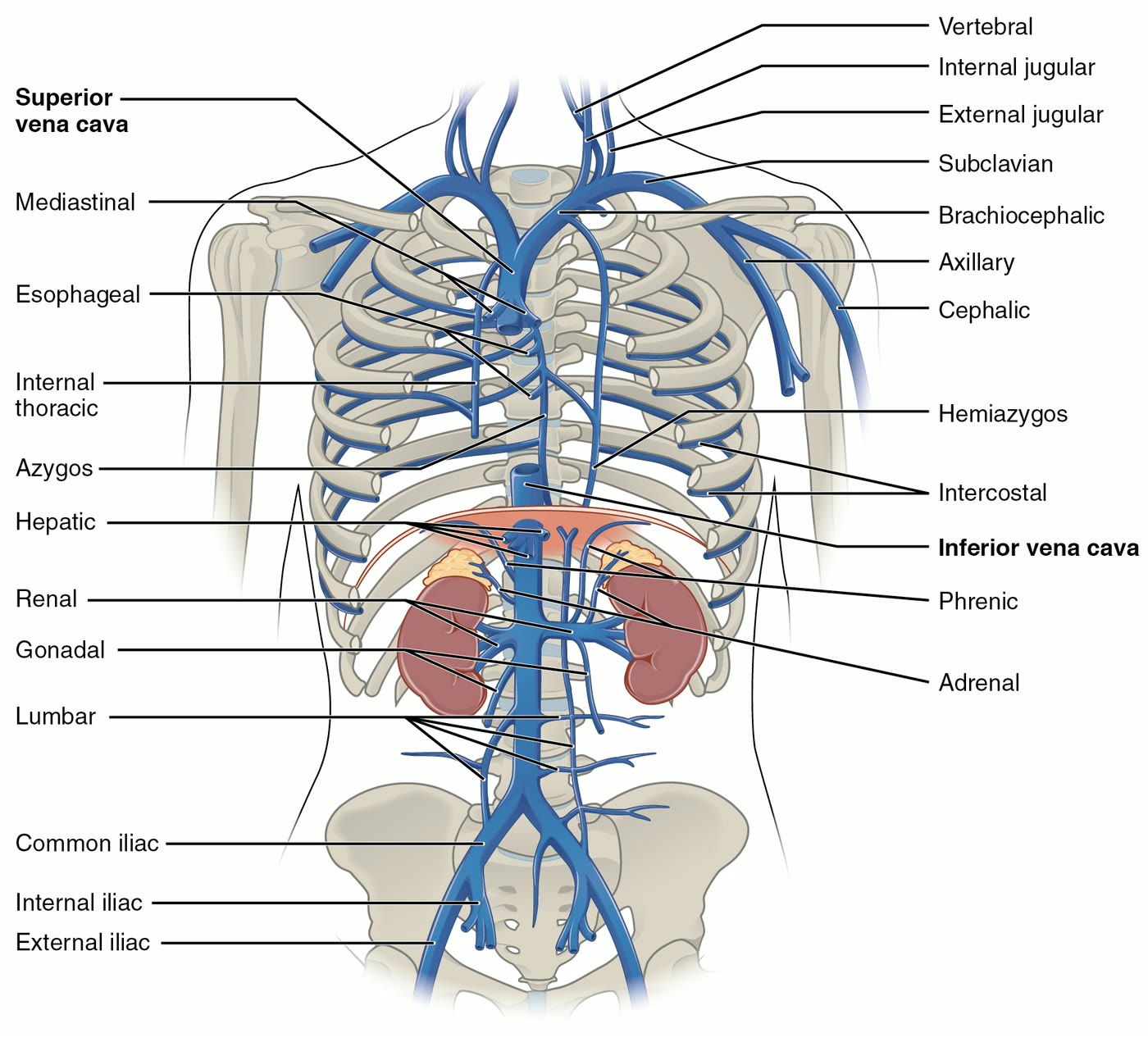 Ilustração anatômica: Veia cava inferior (Vena Cava, Inferior)