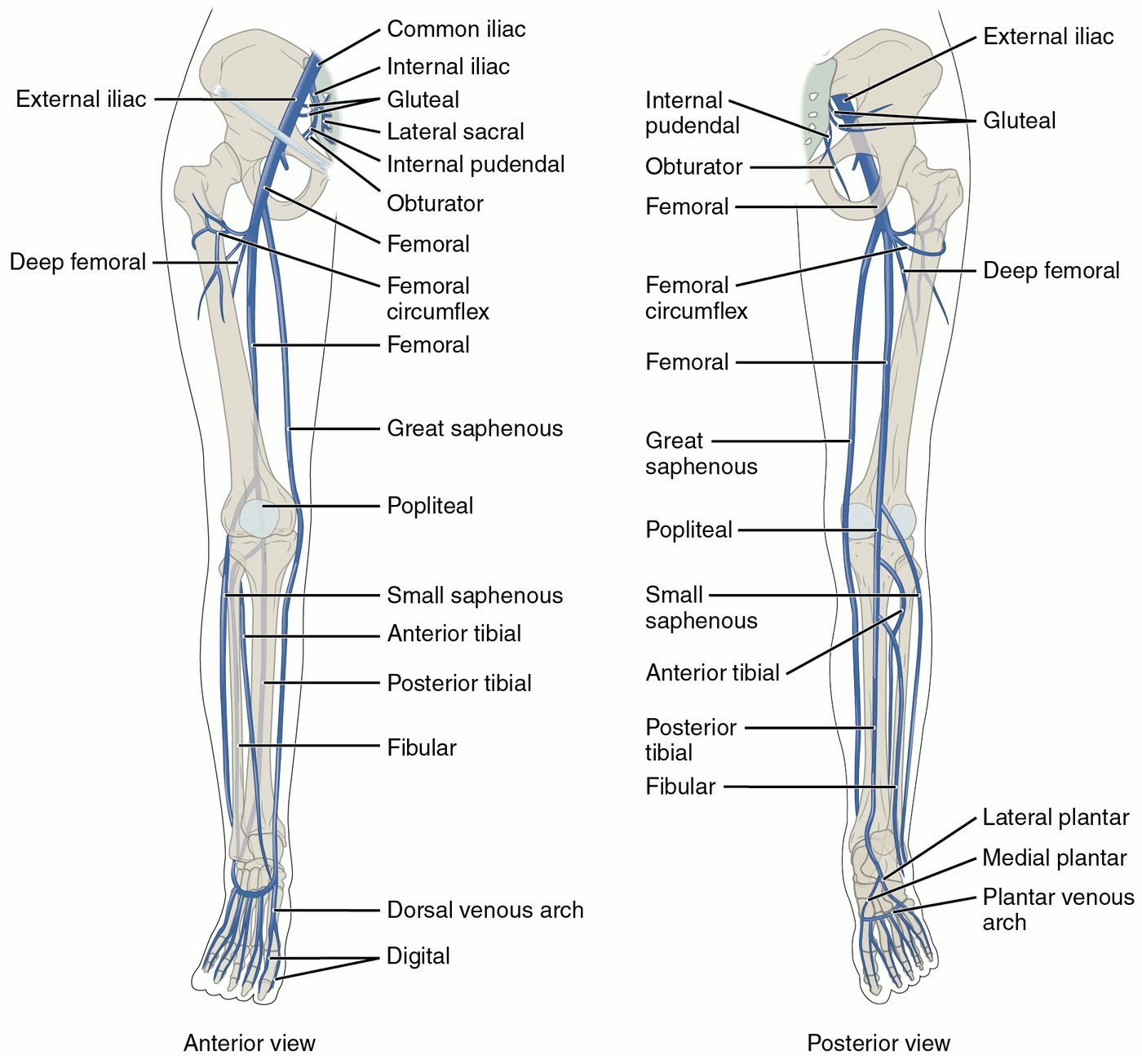 Ilustração anatômica: Veia femoral (Femoral Vein)