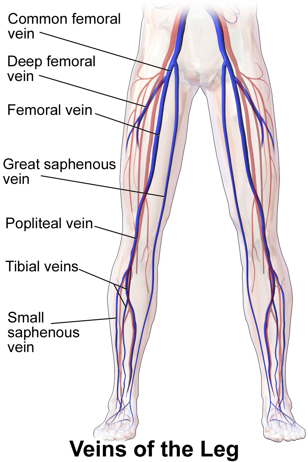 Ilustração anatômica: Veia safena (Saphenous Vein)