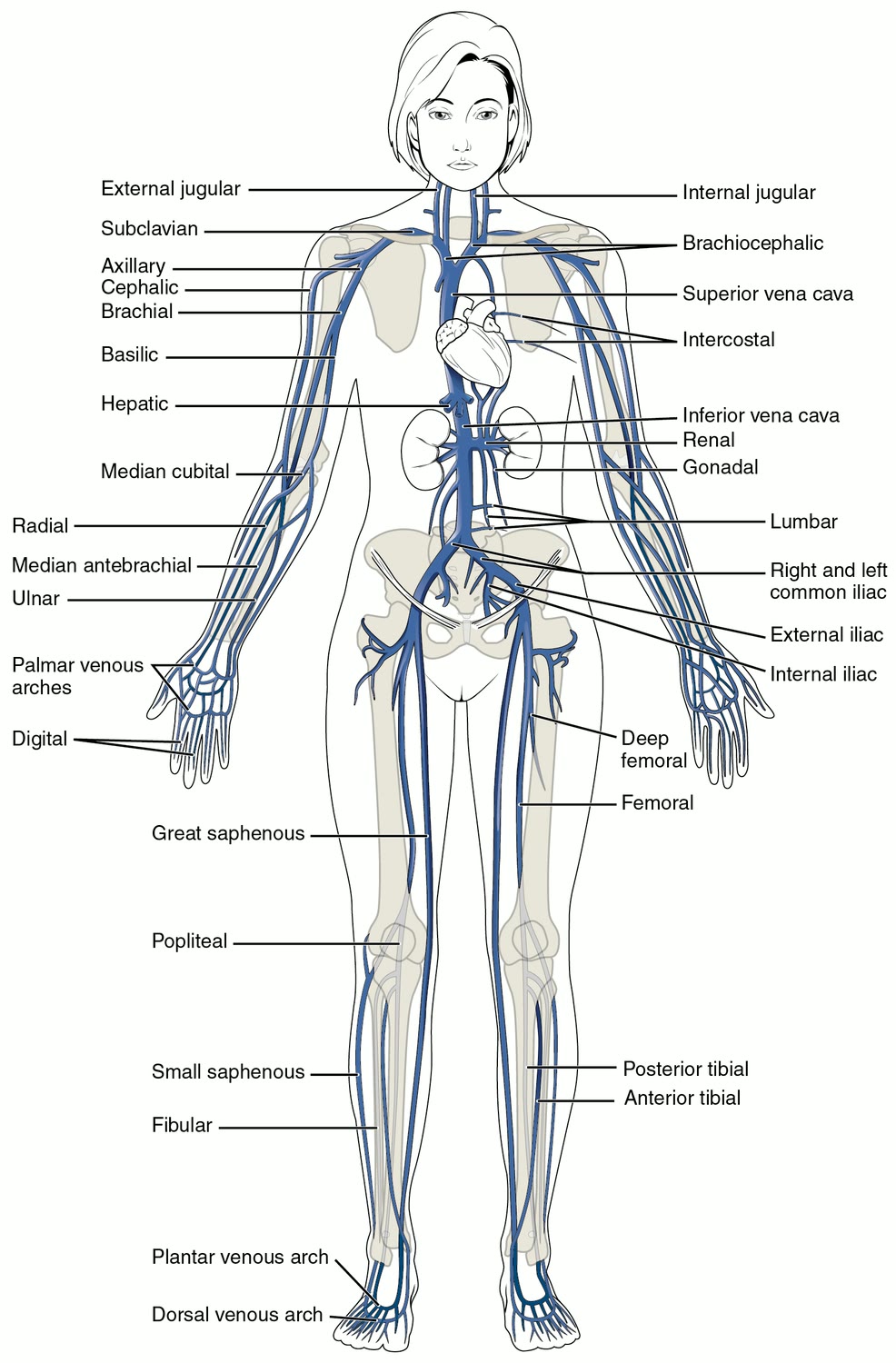 Ilustração anatômica: Veia (Veins)