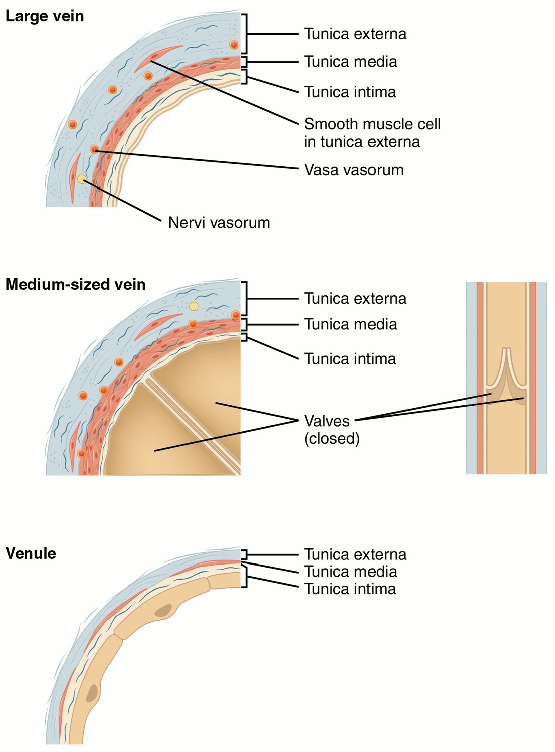 Ilustração anatômica: Vênula (Venules)