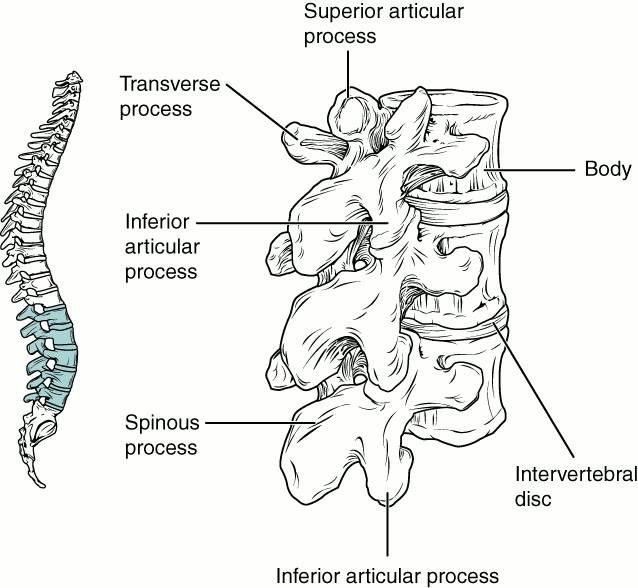 Ilustração anatômica: Vértebras lombares (Lumbar Vertebrae)