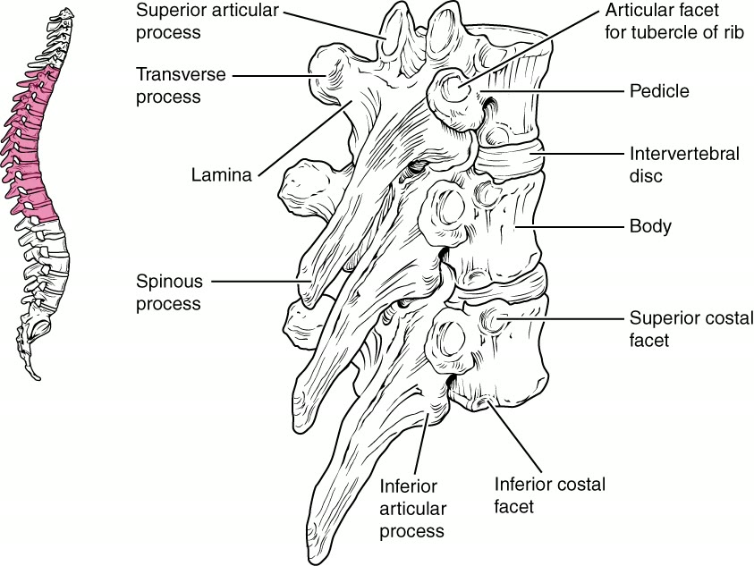 Ilustração anatômica: Vértebras torácicas (Thoracic Vertebrae)