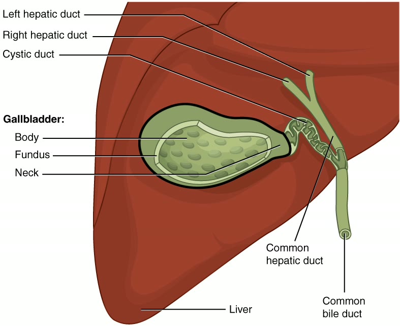 Ilustração anatômica: Vesícula biliar (Gallbladder)