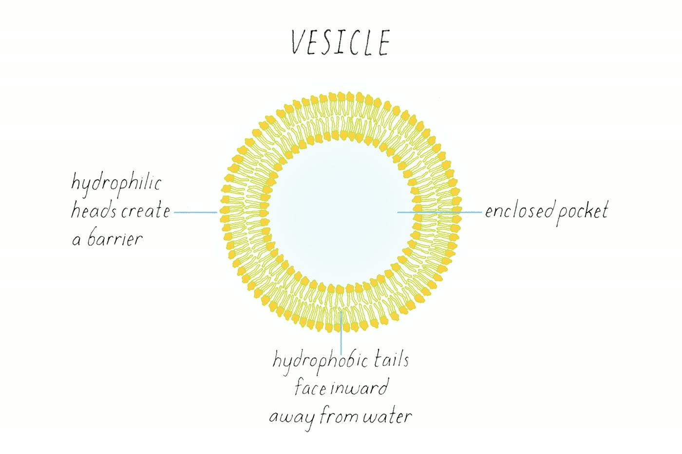 Ilustração anatômica: Vesícula citoplasmática (Cytoplasmic Vesicles)