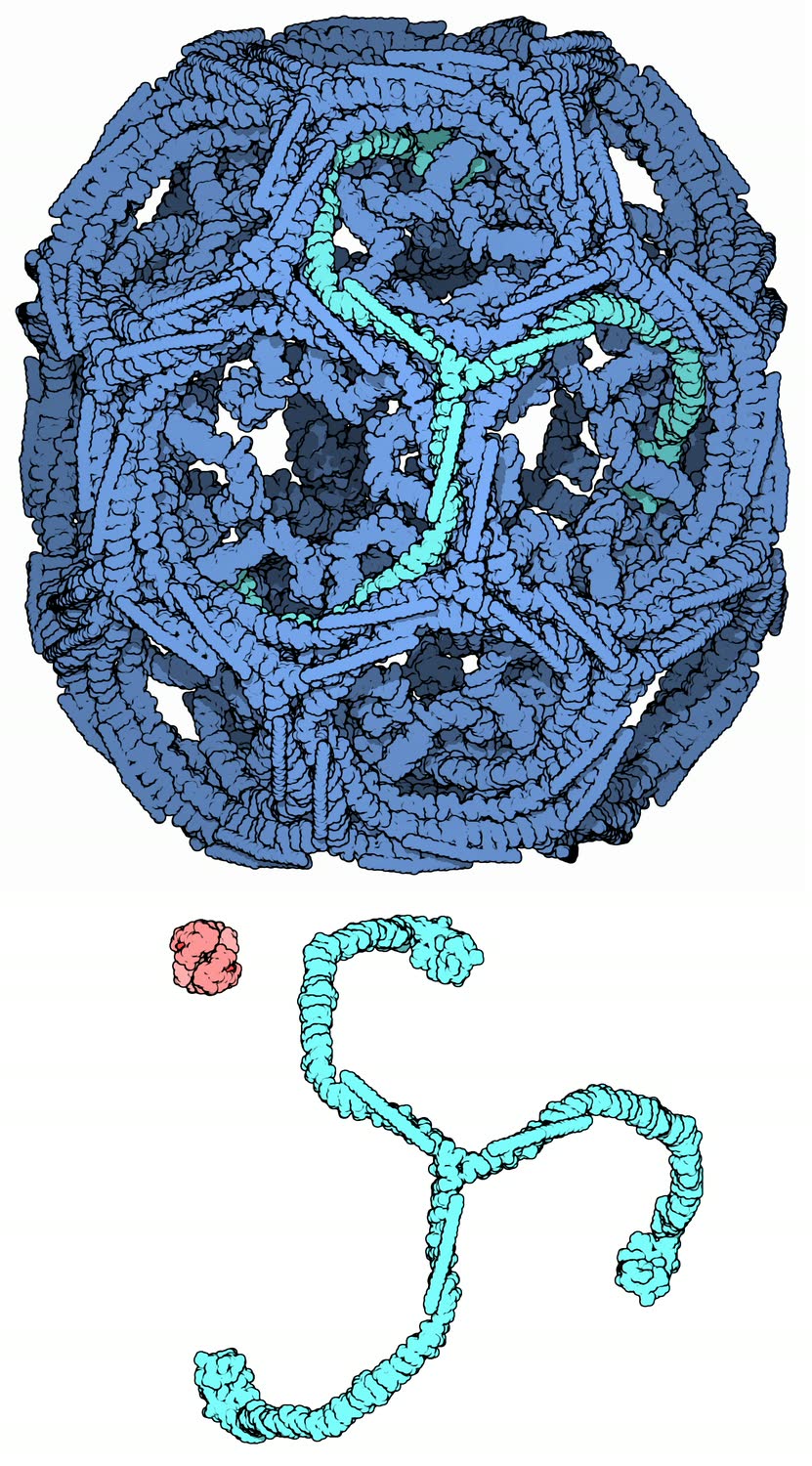 Ilustração anatômica: Vesícula revestida por clatrina (Clathrin-Coated Vesicles)