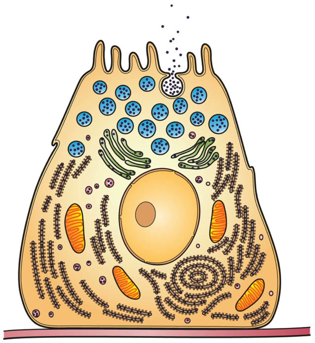 Ilustração anatômica: Vesícula secretora (Secretory Vesicles)