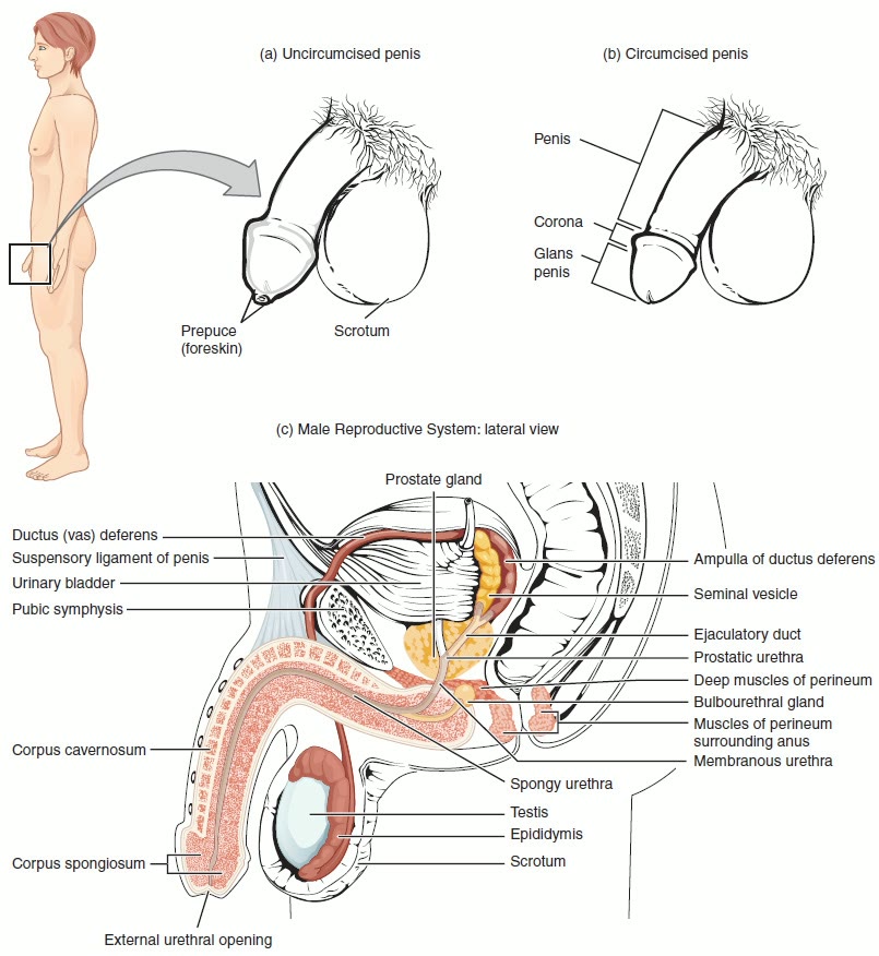 Ilustração anatômica: Vesícula seminal (Seminal Vesicles)
