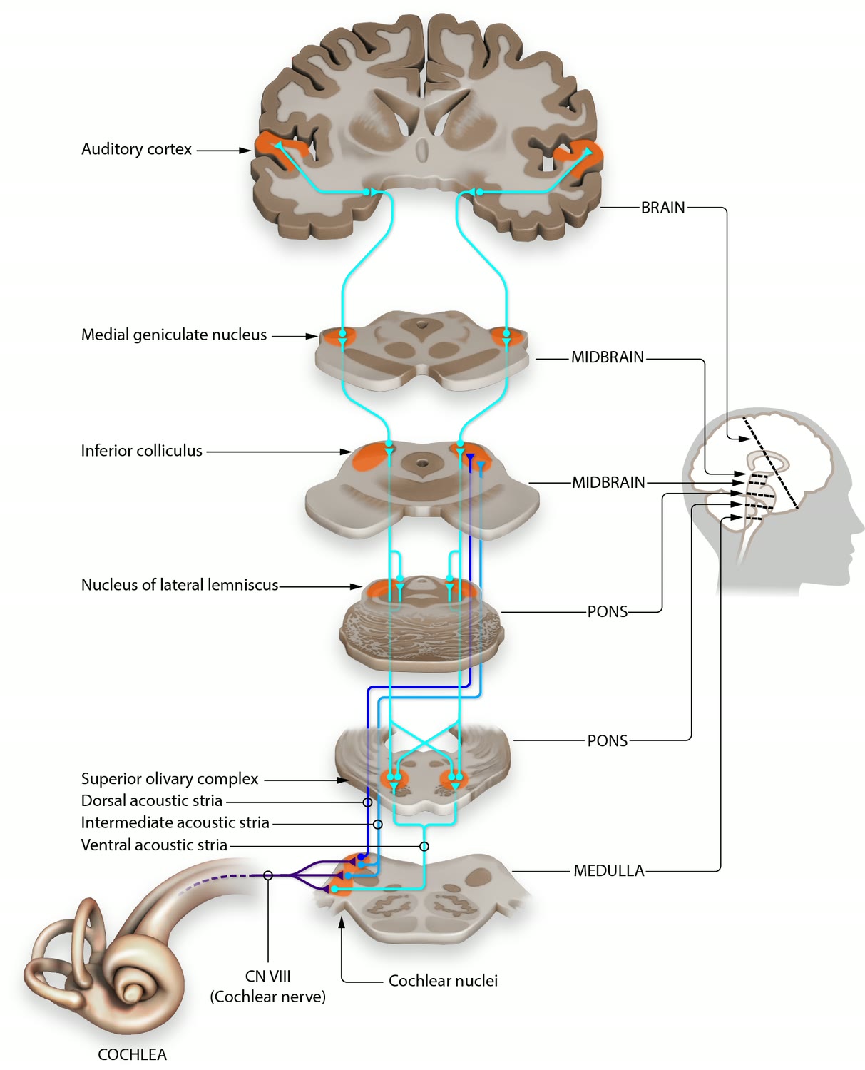 Ilustração anatômica: Via auditiva (Auditory Pathways)