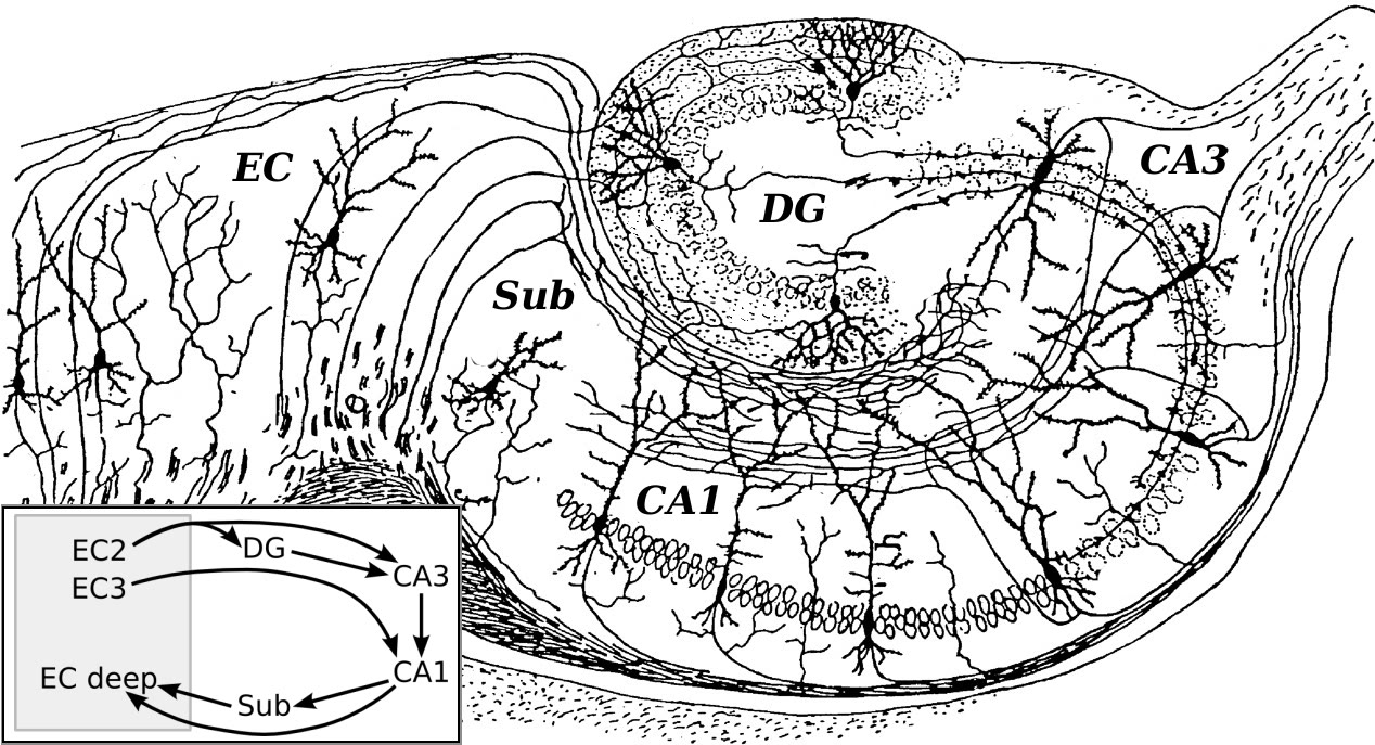 Ilustração anatômica: Via perfurante (Perforant Pathway)