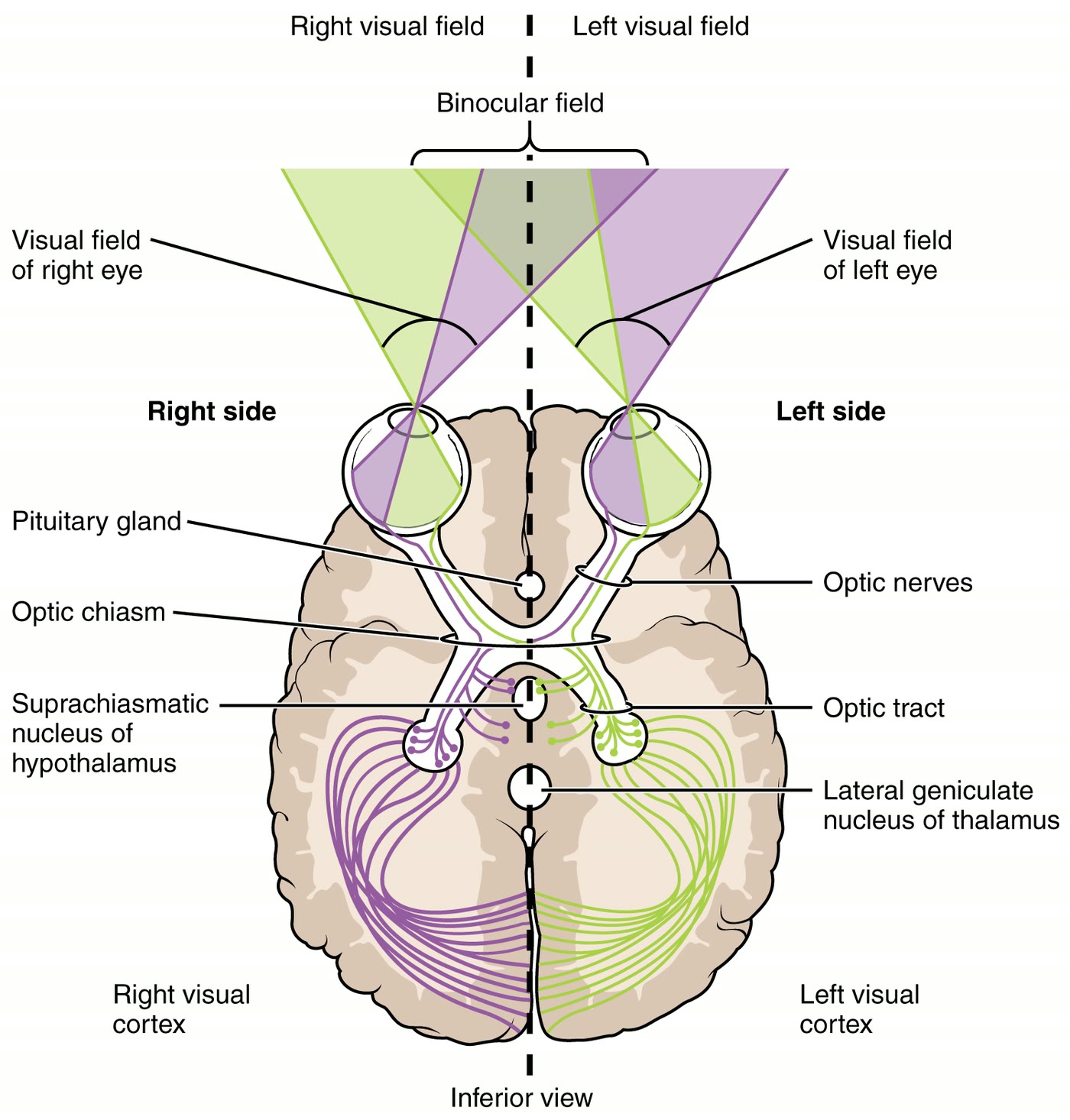 Ilustração anatômica: Via visual (Visual Pathways)
