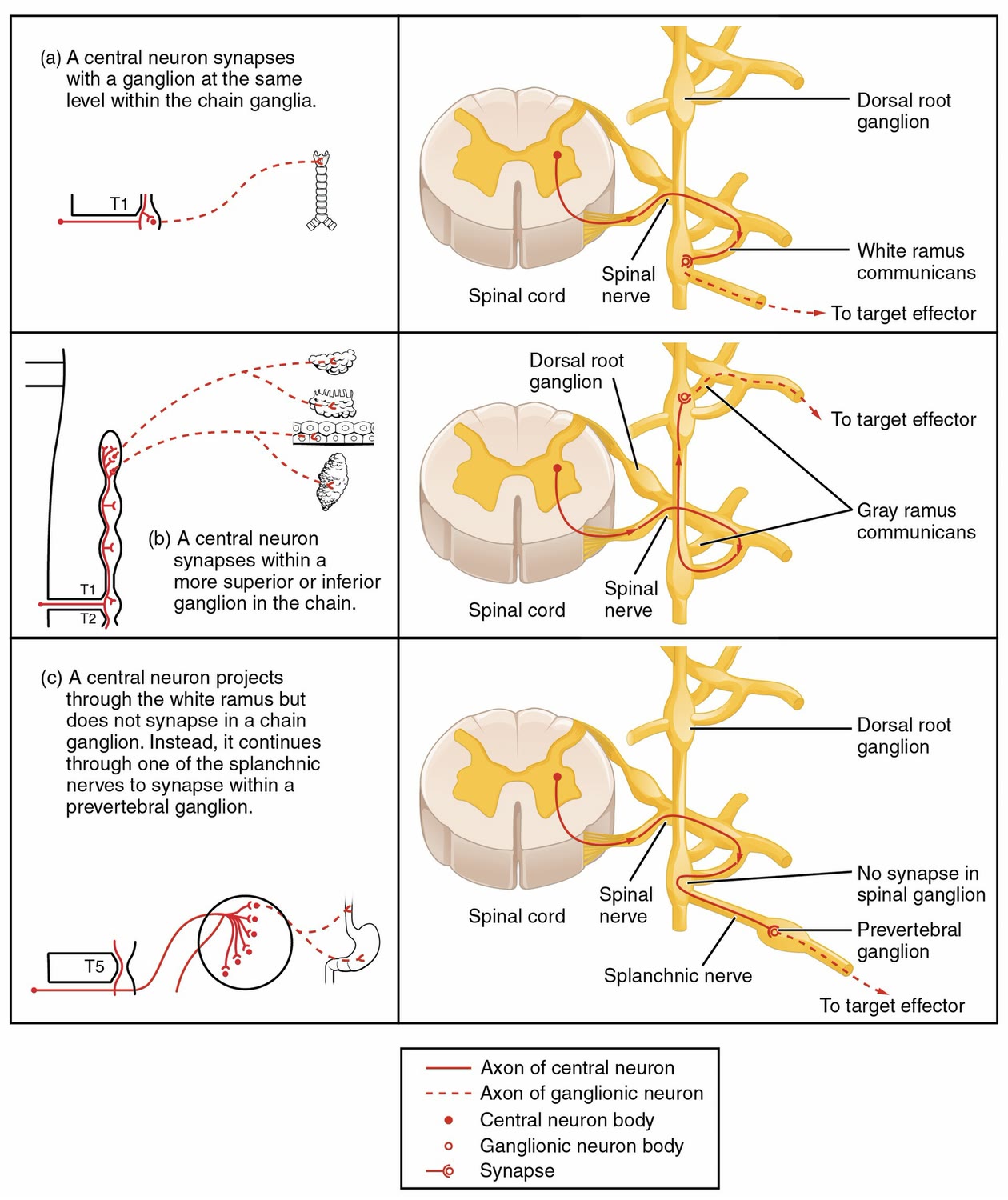 Ilustração anatômica: Vias autonômicas (Autonomic Pathways)