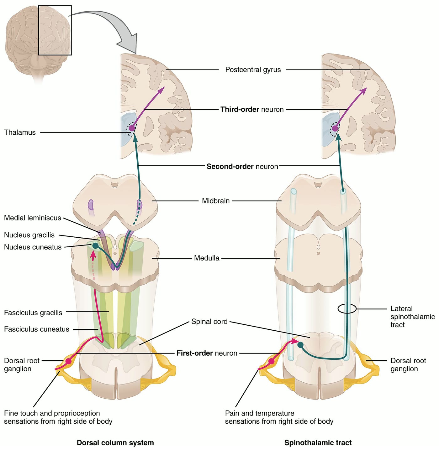 Ilustração anatômica: Vias neurais (Neural Pathways)