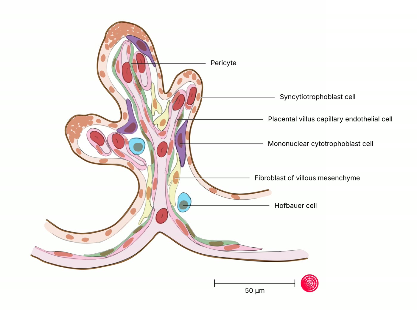 Ilustração anatômica: Vilosidades coriônicas (Chorionic Villi)