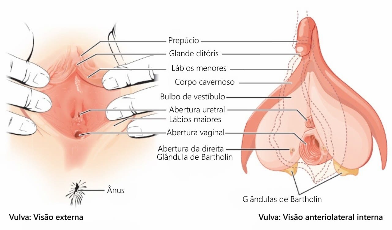 Ilustração anatômica: Vulva (Vulva)