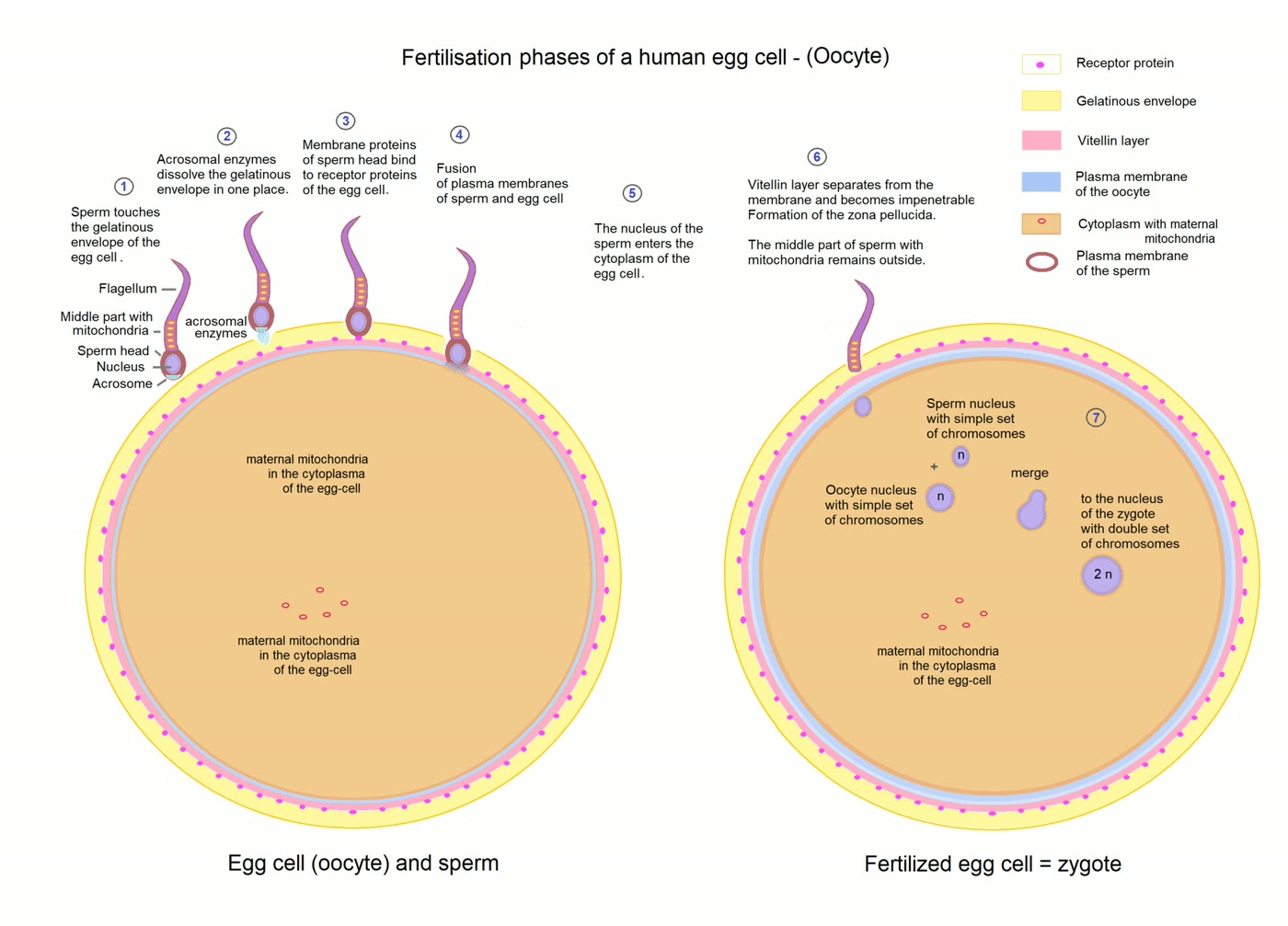 Ilustração anatômica: Zigoto (Zygote)